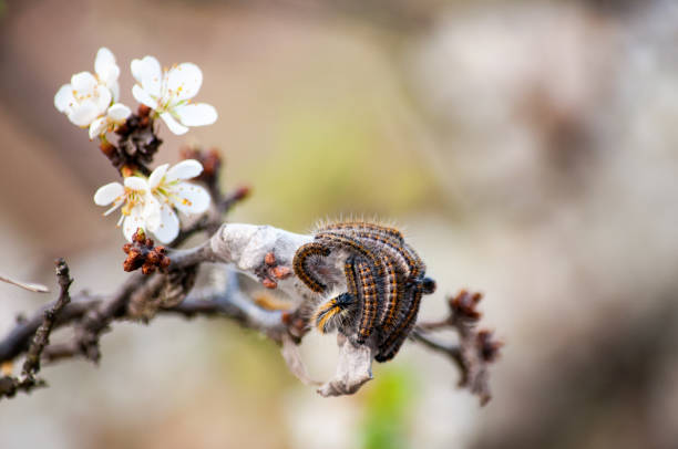 gąsienica na wiśniowym drzewie - branch caterpillar animal hair insect zdjęcia i obrazy z banku zdjęć