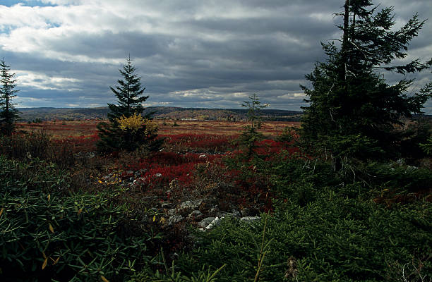 herbst, dolly sheep, monongahela nf, wv - south highlands stock-fotos und bilder