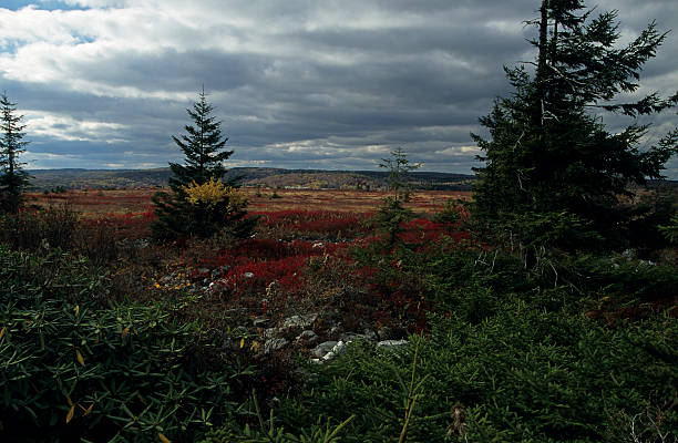 осень, dolly sods), мононгахила (monongahela) nf, штат западная виргиния - south highlands стоковые фото и изображения