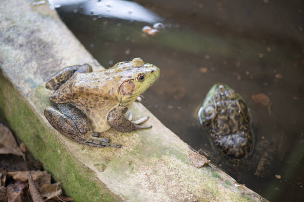 istock Group of bullfrogs 924356022