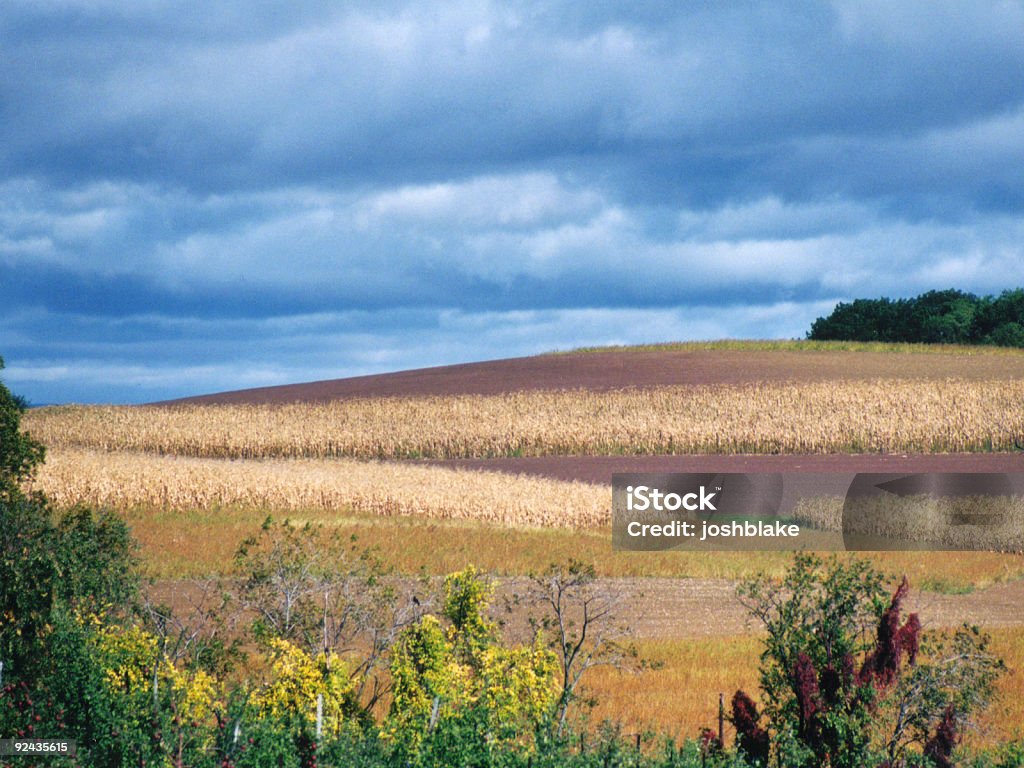 Coloré champ de blé - Photo de Beauté libre de droits