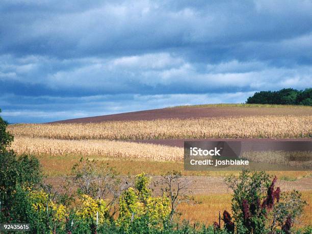 Красочные Пшеничное Поле — стоковые фотографии и другие картинки Без людей - Без людей, Горизонтальный, Земля
