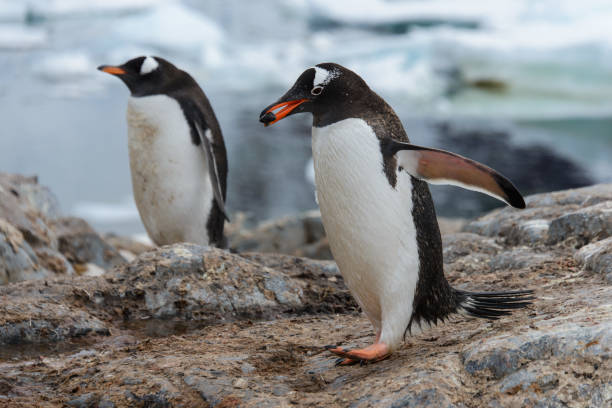 istock Gentoo penguin going with stone in beak 924356666