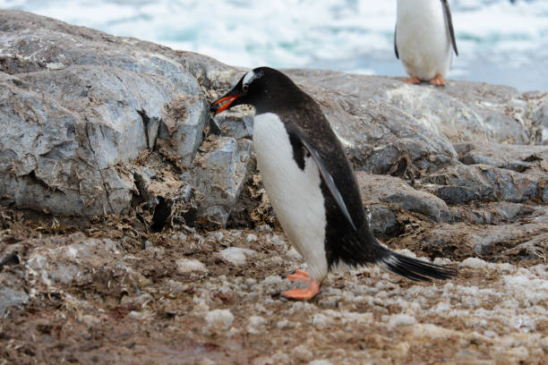 istock Gentoo penguin going with stone in beak 924356798