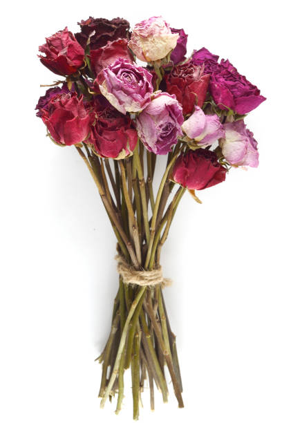 A beautiful bouquet of wilted dried out roses on an isolated plain background in a vintage vase flower pot with top lighting