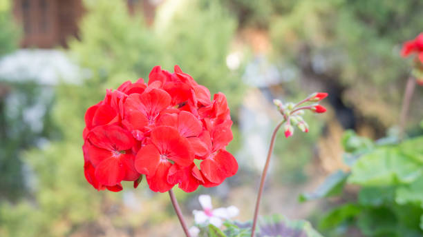 istock Red Geranium flower in a garden. 924357712