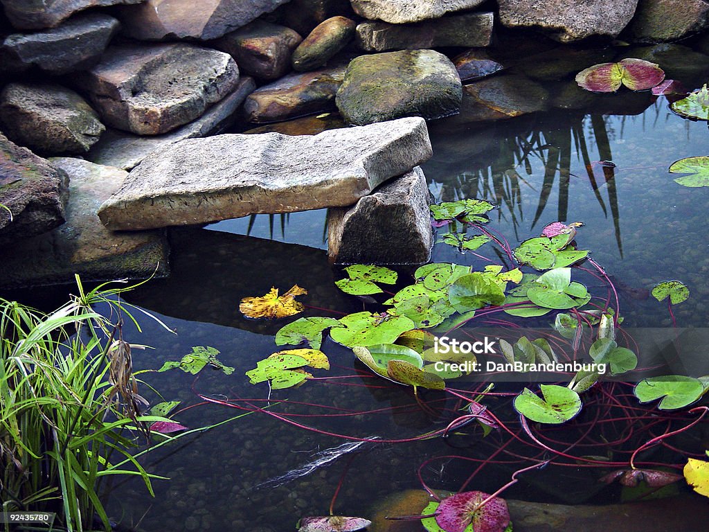 Estanque con peces Koi - Foto de stock de Estanque libre de derechos