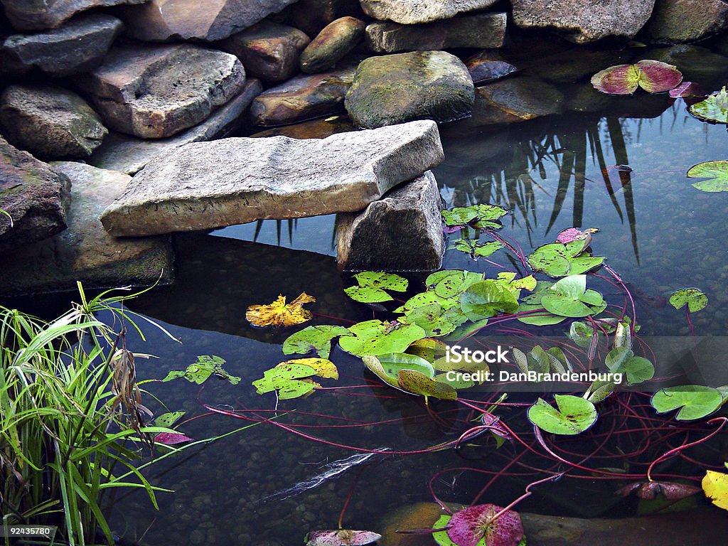 비단잉어 연못 - 로열티 프리 연못 스톡 사진
