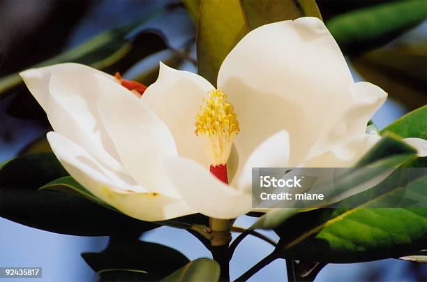 Foto de Magnolia e mais fotos de stock de Botânica - Assunto - Botânica - Assunto, Cabeça da flor, Flor