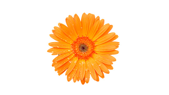 Orange gerbera flower on a white background.