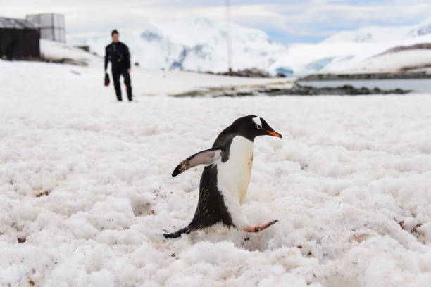 istock Chilean Antarctic research station 924360048
