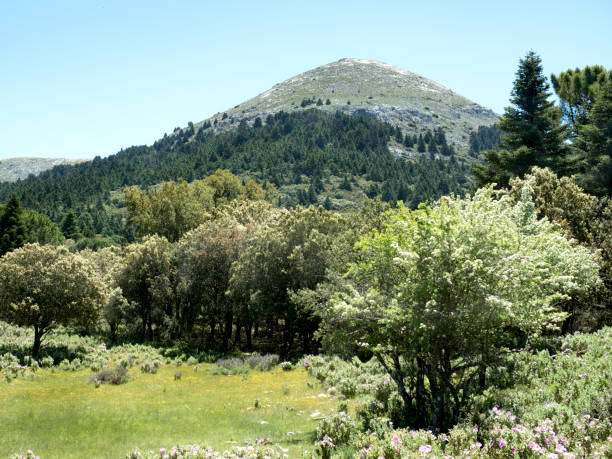 Monte de Abies Pinsapo at Cerro Alcojona in the Sierra de las Nieves in Andalusia, Spain, with meadow and with meadow and hawthorn trees under a blue skyAndalucia mountains and flowery field in spring grazalema stock pictures, royalty-free photos & images
