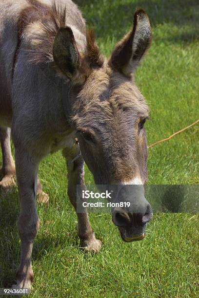 Asino - Fotografie stock e altre immagini di Animale - Animale, Animale domestico, Asino - Equino