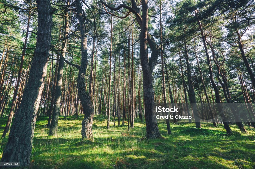 Pine forest Beautiful forest landscape, thin trunks of pine trees, bright juicy green background and texture Autumn Stock Photo