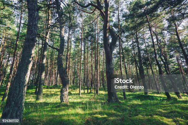 Pine Forest Stock Photo - Download Image Now - Autumn, Backgrounds, Beauty