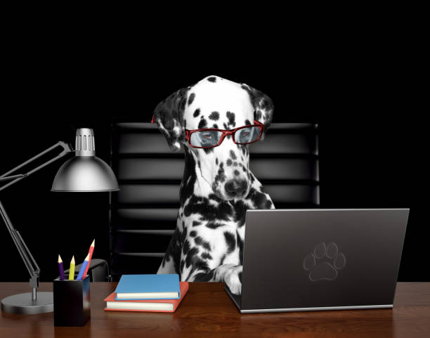 Dalmatian dog in glasses is doing some work on the computer. Isolated on black stock photo