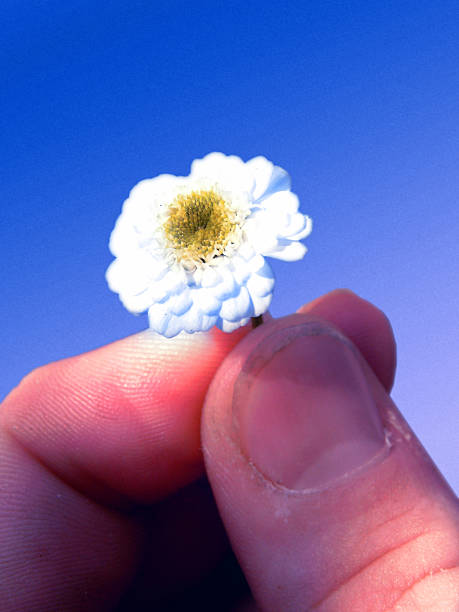 Flor de Paz - fotografia de stock