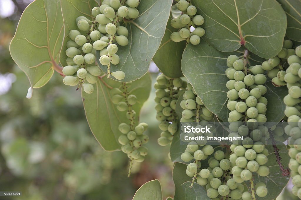 Coccoloba Uvifera Árvore-de-folhas e frutas vermelhas - Foto de stock de Baga - Fruta royalty-free