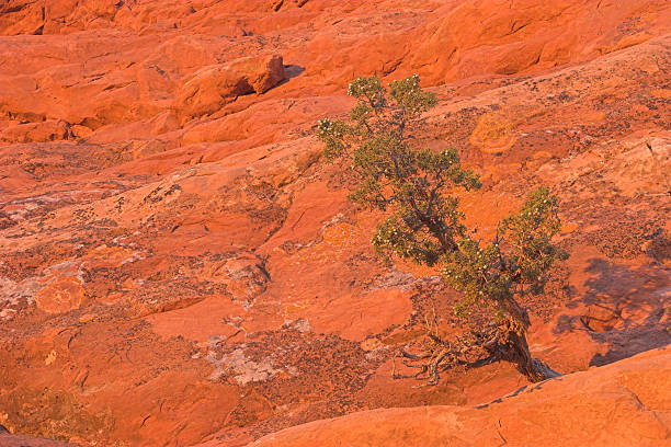 Shrub juniper - Red rocks stock photo