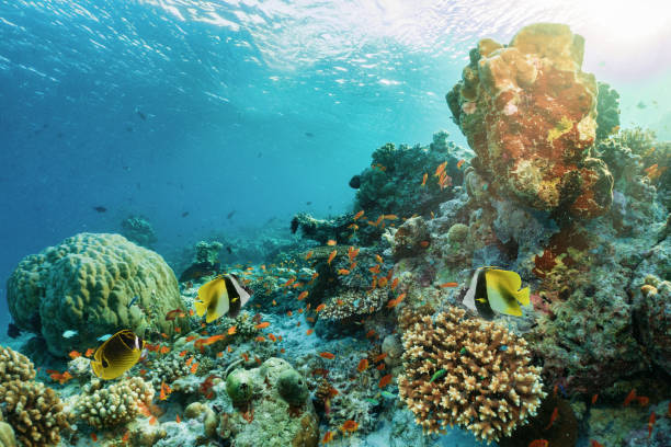 istock Colorful underwater coral reef with tropical fish 924365350