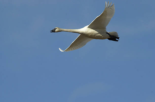 istock Tundra Swan in flight 92436536