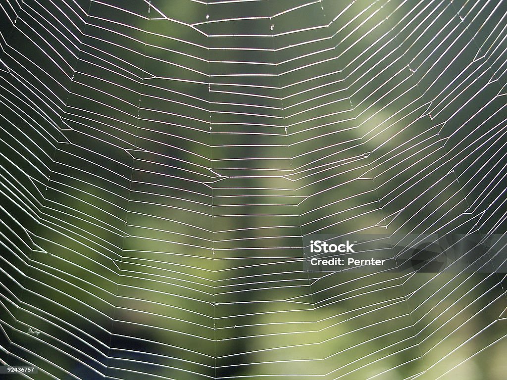 Cobweb_10 - Foto de stock de Fotografia - Imagem royalty-free