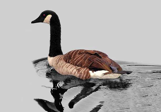 Canadian Goose stock photo