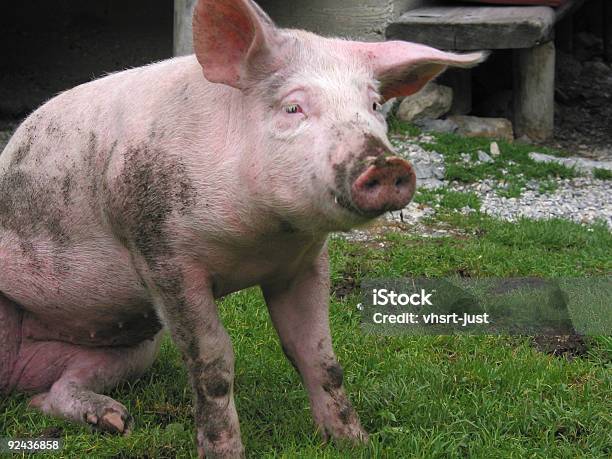 Świnia Uspokajać - zdjęcia stockowe i więcej obrazów Brudny - Brudny, Buldożer, Fotografika