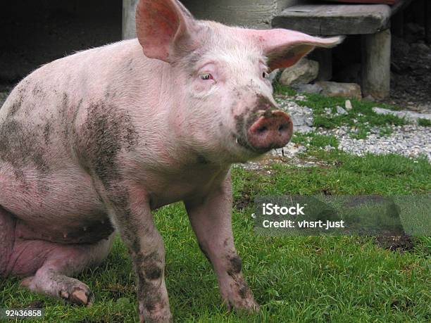 Porco Liquidação Para Baixo - Fotografias de stock e mais imagens de Animal - Animal, Buldózer, Cavar