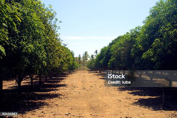 Frutteto 1 - Fotografie stock e altre immagini di Frutteto - Frutteto, Fattoria, Aiuola