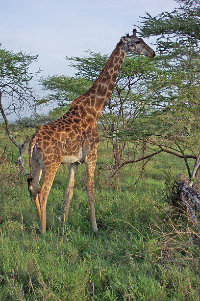 Cтоковое фото жираф