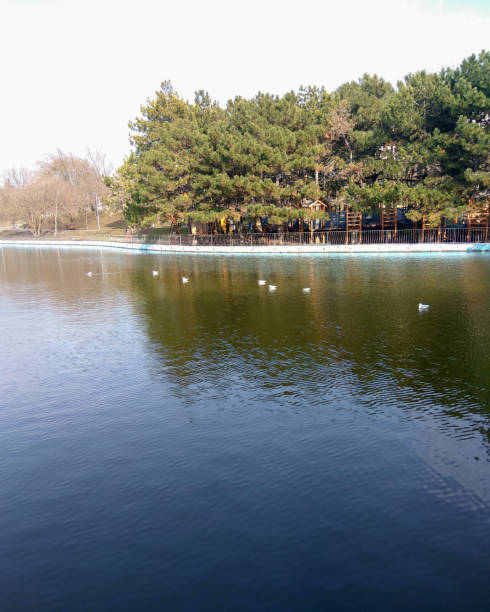 istock Birds on a lake in the park. 924369590
