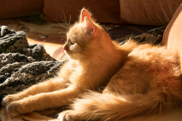 rote katze auf der couch unter orange kissen - liegefahrrad stock-fotos und bilder