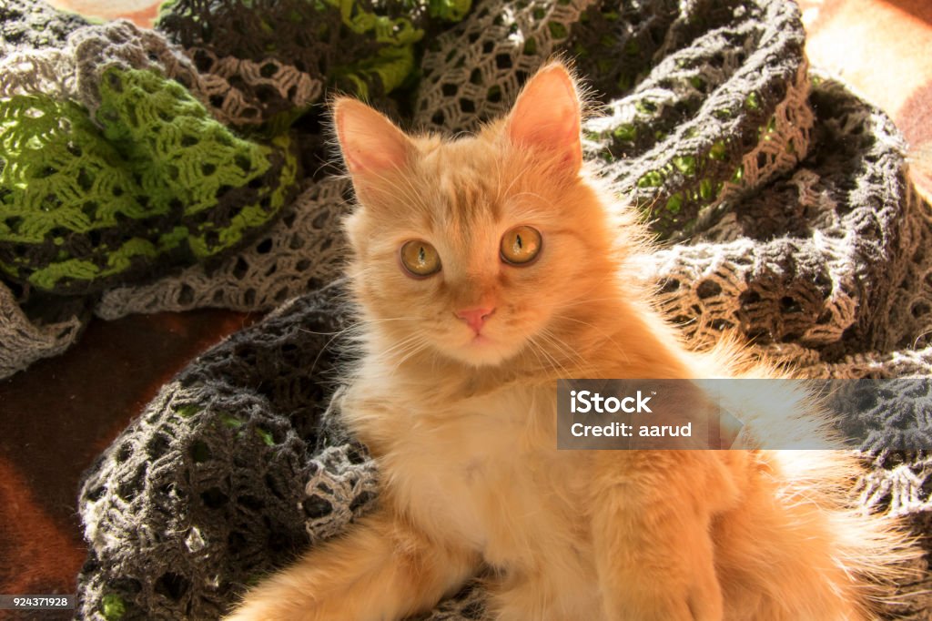 rote Katze auf der Couch unter orange Kissen - Lizenzfrei Braun Stock-Foto