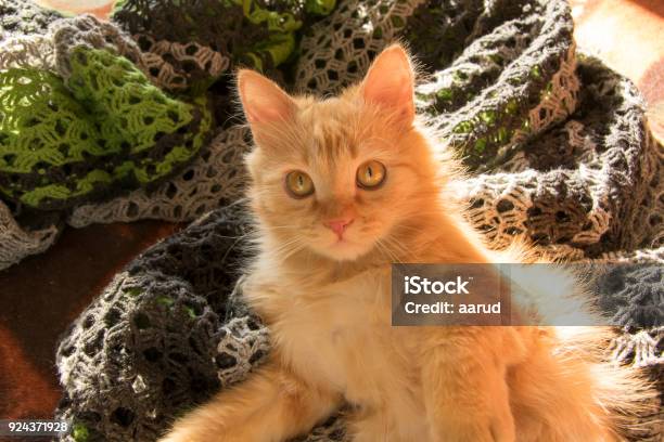 Rote Katze Auf Der Couch Unter Orange Kissen Stockfoto und mehr Bilder von Braun - Braun, Domestizierte Tiere, Einzelnes Tier
