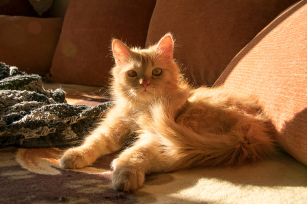 rote katze auf der couch unter orange kissen - liegefahrrad stock-fotos und bilder