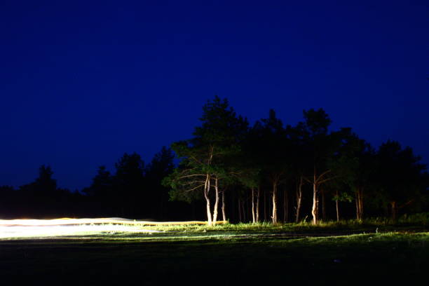 istock Night forest lit by the headlights from the cars. 924371960