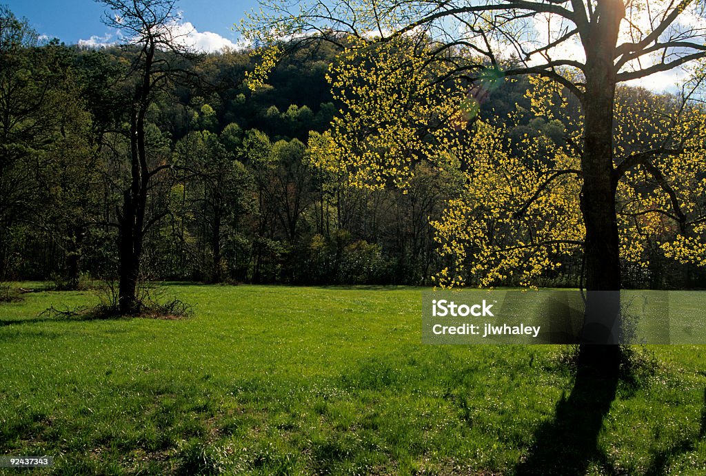 Весна солнечного света, дерева, Oconaluftee, штат Северная Каролина - Стоковые фото Аппалачи роялти-фри