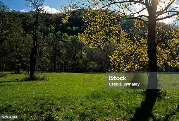 Весна Солнечного Света Дерева Oconaluftee Штат Северная Каролина — стоковые фотографии и другие картинки Аппалачи