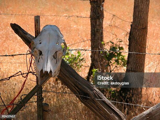 Scheletro Di Vacca - Fotografie stock e altre immagini di Ambientazione esterna - Ambientazione esterna, Composizione orizzontale, Cranio animale