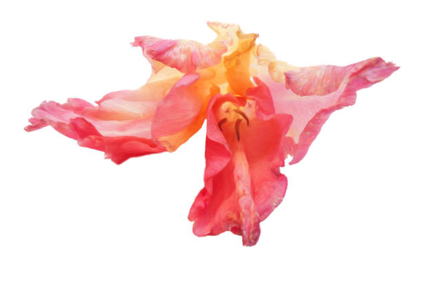 gladiolus flower isolated on white digital painting