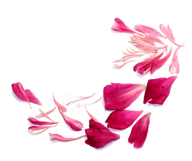 istock oil draw perspective peony petals isolated on white 924375328