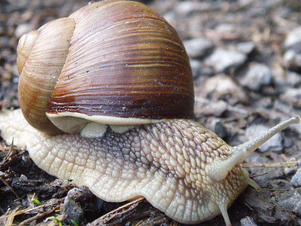 Caracol (Macro - fotografia de stock