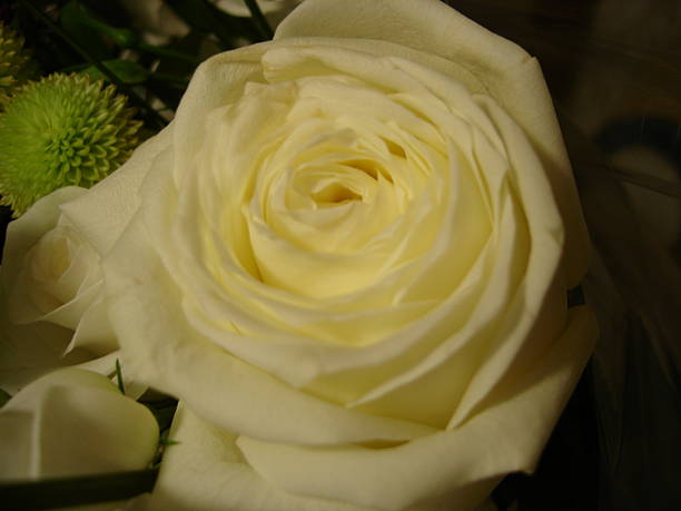 White Rose stock photo