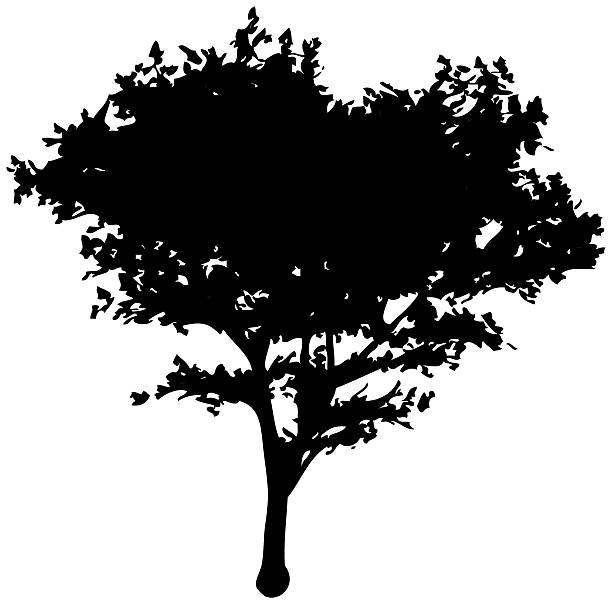 Tree Profile Vector 1,200+ Tree Profile Stock Illustrations, Royalty-Free Vector Graphics ...