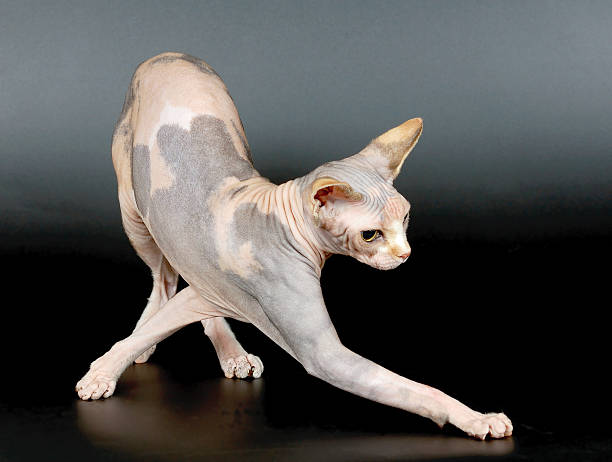 istock The Canadian sphynx 92437824