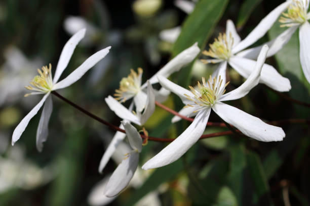 feuillage persistantes fleurs de clématites (clematis armandii « apple blossom ») à fleurs blanches - clématite photos et images de collection