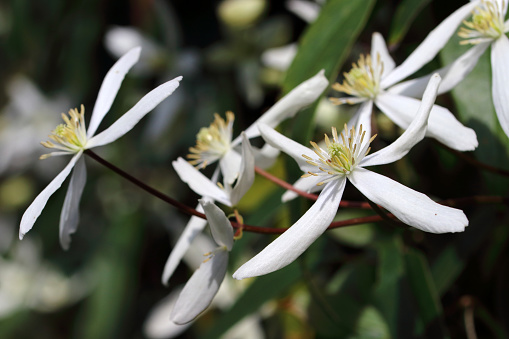 Clematis (Clematis armandii 'Apple Blossom') blooms with white flowers and always green leaves