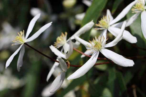 Evergreen Clematis (Clematis armandii 'Apple Blossom') blooms with white flowers Clematis (Clematis armandii 'Apple Blossom') blooms with white flowers and always green leaves clematis stock pictures, royalty-free photos & images