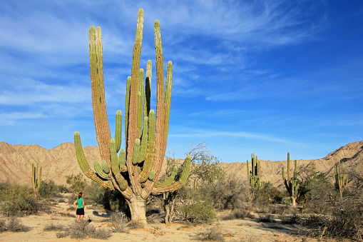 A woman demonstrates the incredible height of the large Elephant Cardon cactus or cactus Pachycereus pringlei, also known as the Mexican Giant Cardon Cactus, Baja California Sur, Mexico